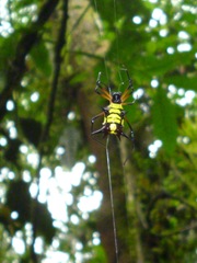 Micrathena kirbyi