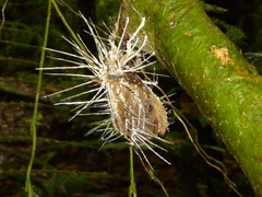 Akanthomyces