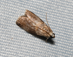 Acrobasis juglandis