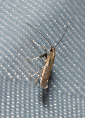 Caloptilia hypericella