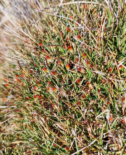 Oxychloë andina (Oxychloe andina)