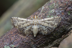 Lamprosema
