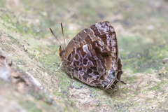 Arhopala abseus