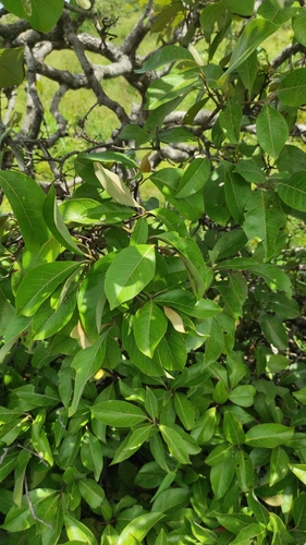 Image of Byrsonima crassifolia by (c) Guillaume Delaitre, some rights reserved (CC BY)