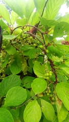 Schisandra chinensis