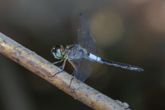 Orchithemis pruinans