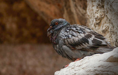 Columba livia domestica