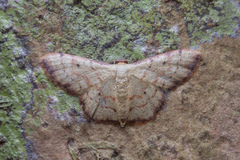 Idaea craspedota