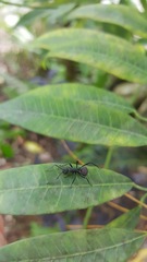 Polyrhachis armata
