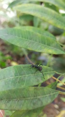 Polyrhachis armata