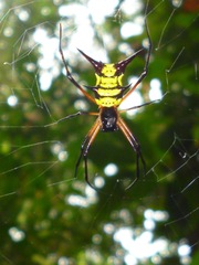 Micrathena kirbyi