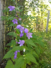 Campanula trachelium