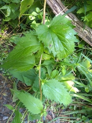 Campanula trachelium