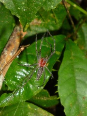 Aglaoctenus castaneus