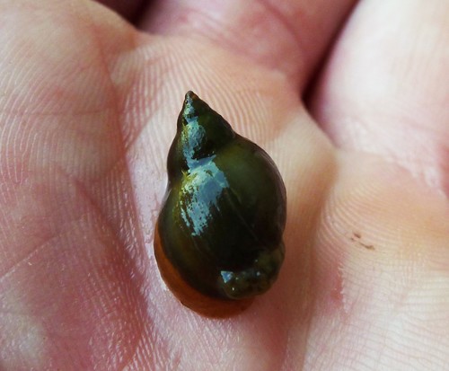 Ladislavella emarginata observed 2019-08-12