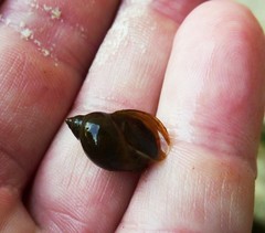 Ladislavella catascopium