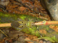 Molchina hopei