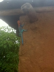 Agama dodomae dodomae