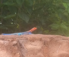 Agama dodomae dodomae