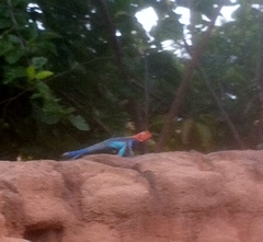 Agama dodomae dodomae