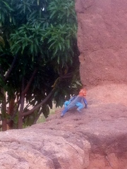 Agama dodomae dodomae