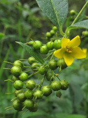 Lysimachia vulgaris
