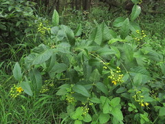 Lysimachia vulgaris