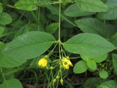 Lysimachia vulgaris