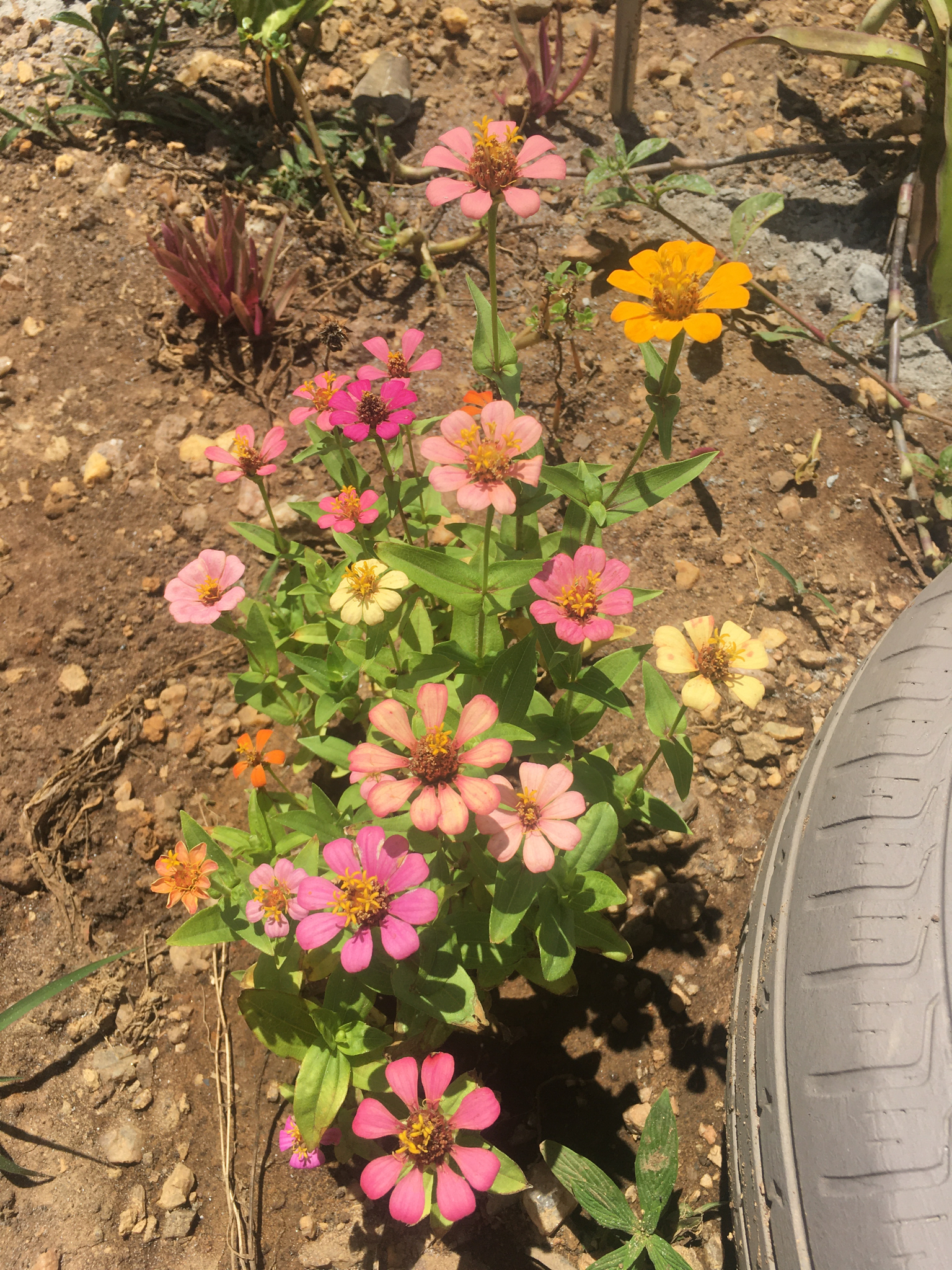 Zinnia elegans