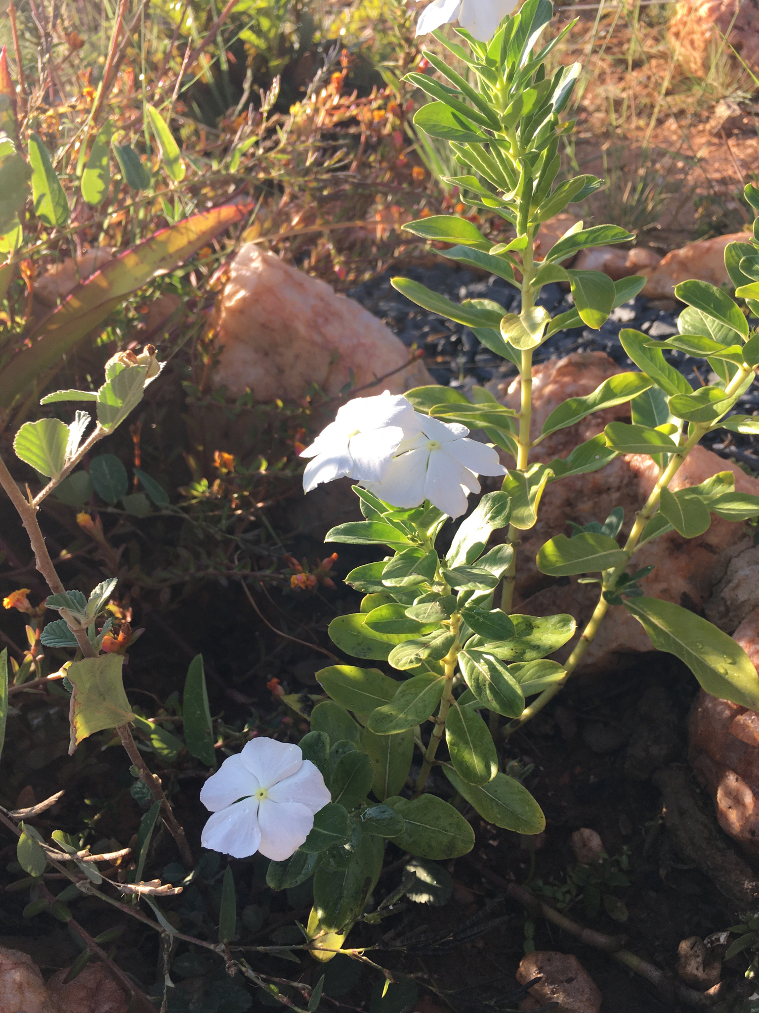 Catharanthus roseus