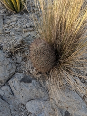 Echinomastus warnockii