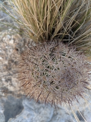 Echinomastus warnockii