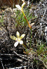 Dianthus caespitosus