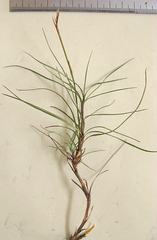 Dianthus caespitosus