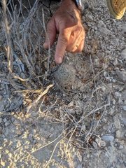 Echinomastus warnockii