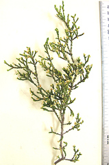 Diosma prama