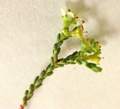 Diosma prama