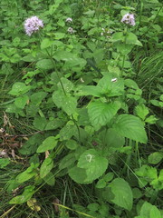 Mentha aquatica