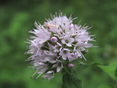 Mentha aquatica