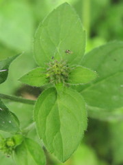 Mentha aquatica