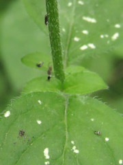 Mentha aquatica