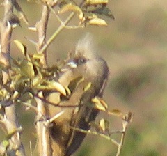 Colius striatus integralis