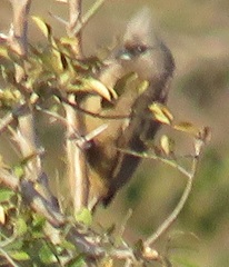 Colius striatus integralis