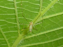 Cimicomorpha