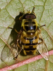 Myathropa florea