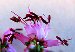 Erica rosacea