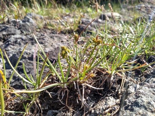 Image of Rocky Shore Sedge by no rights reserved