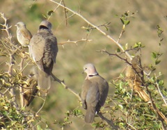 Colius striatus integralis