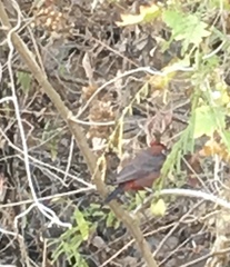 Coryphospingus cucullatus