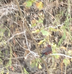 Coryphospingus cucullatus